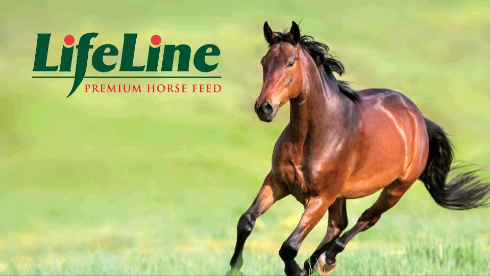 LifeLine Equine Feed Otter Coop