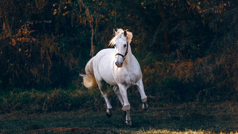Matrix Premium Horse Feeds Otter Coop
