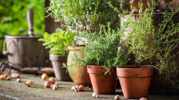 Various herbs planted in clay pots